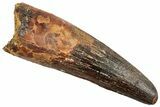 Fossil Spinosaurus Tooth - Bite Mark On Side #254841-1